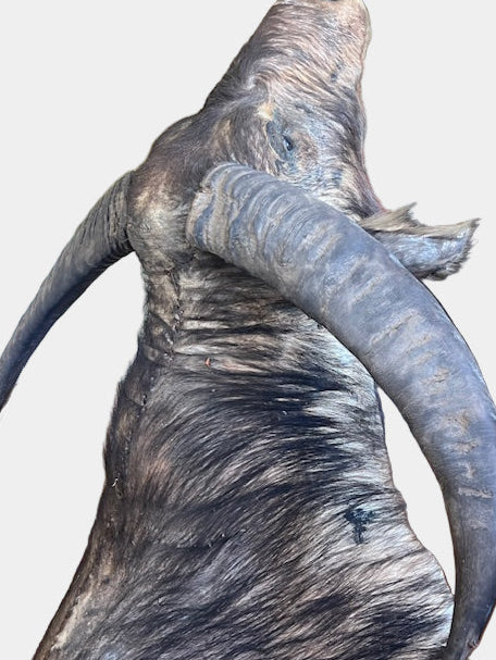 **Shoulder-Mounted Water Buffalo Trophy — Early to Mid 20th Century