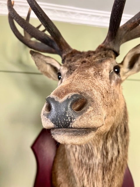 **Red Deer Stag Mount — Mid 20th Century