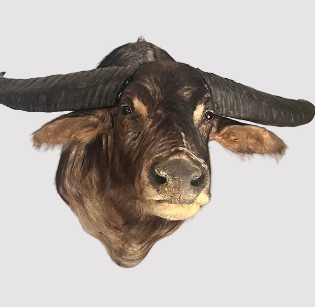 **Shoulder-Mounted Water Buffalo Trophy — Early to Mid 20th Century
