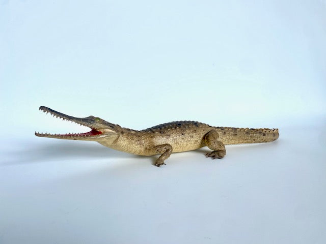 π Vintage Crocodile Taxidermy β c.1950s Small Specimen