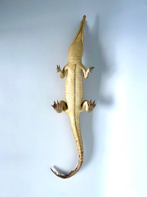 🐊 Vintage Crocodile Taxidermy — c.1950s Small Specimen