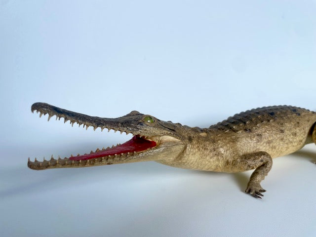 vintage taxidermy of a small crocodile with an open mouth on a white background