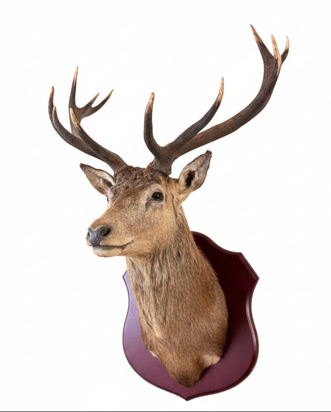 Taxidermy deer head with large 12 point antlers