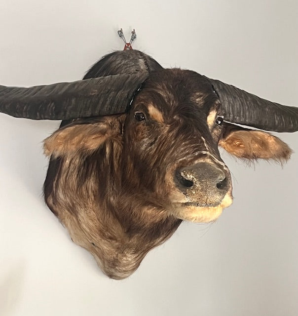 Taxidermy head of a large water buffalo with prominent horns
