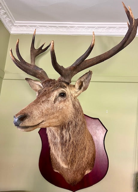 **Red Deer Stag Mount — Mid 20th Century