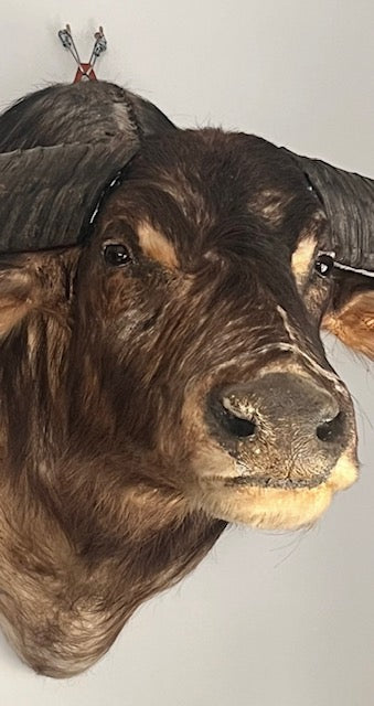 **Shoulder-Mounted Water Buffalo Trophy — Early to Mid 20th Century
