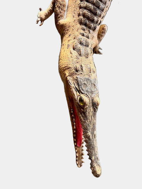 🐊 Vintage Crocodile Taxidermy — c.1950s Small Specimen