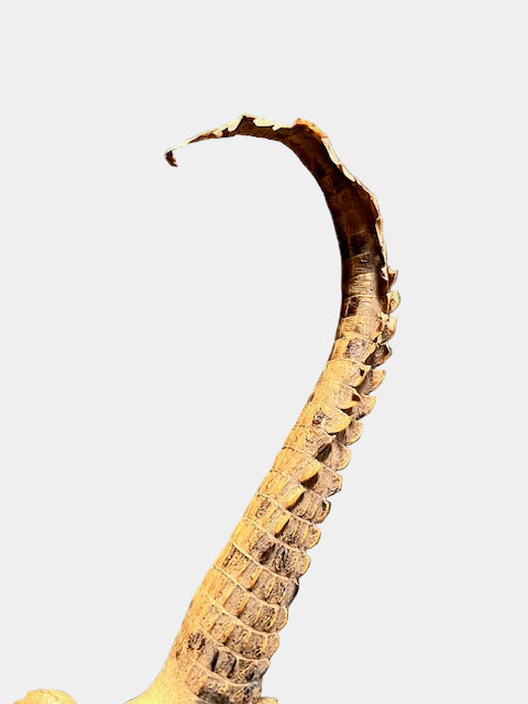 🐊 Vintage Crocodile Taxidermy — c.1950s Small Specimen