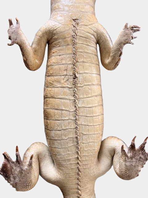 🐊 Vintage Crocodile Taxidermy — c.1950s Small Specimen