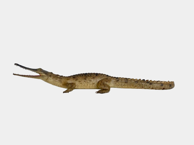 🐊 Vintage Crocodile Taxidermy — c.1950s Small Specimen